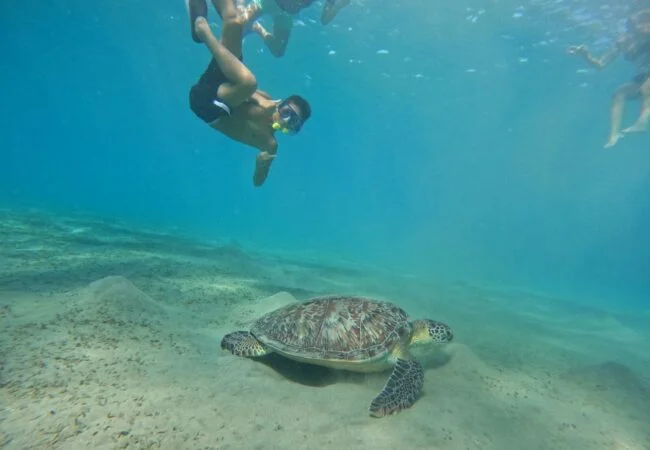 Marsa Mubarak - Swim with Turtles Adventure