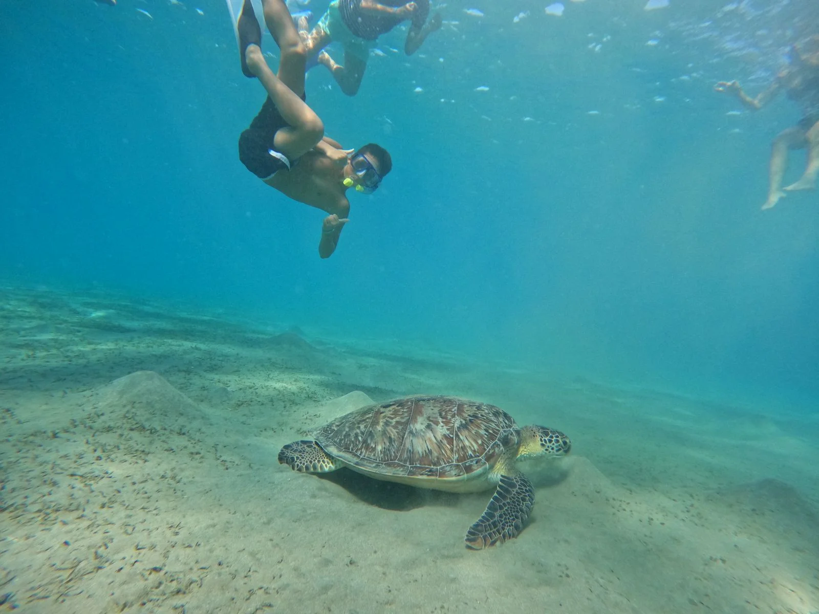 Marsa Mubarak - Swim with Turtles Adventure